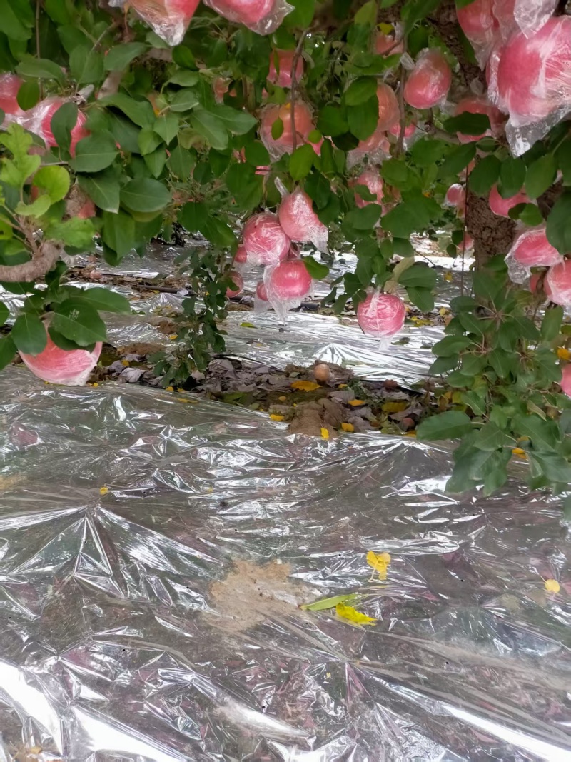 单膜红富士苹果