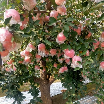 单膜红富士苹果
