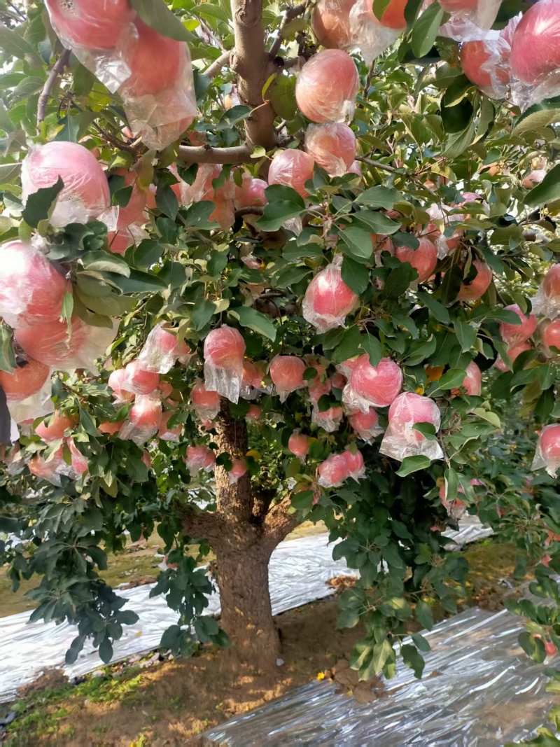 单膜红富士苹果