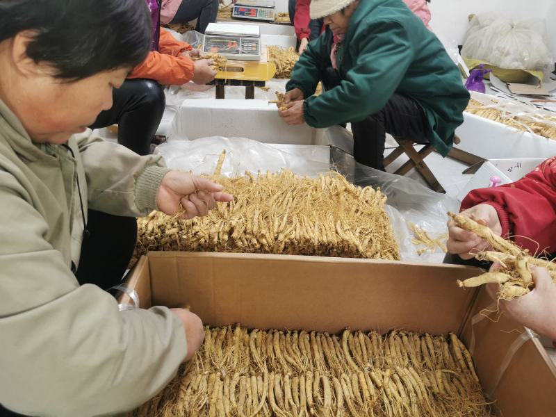人参生晒参原皮参园参长白山人参