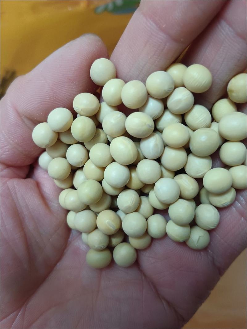 大豆种子黄豆种子老品种，推荐高产早熟矮，黄豆包邮到家！