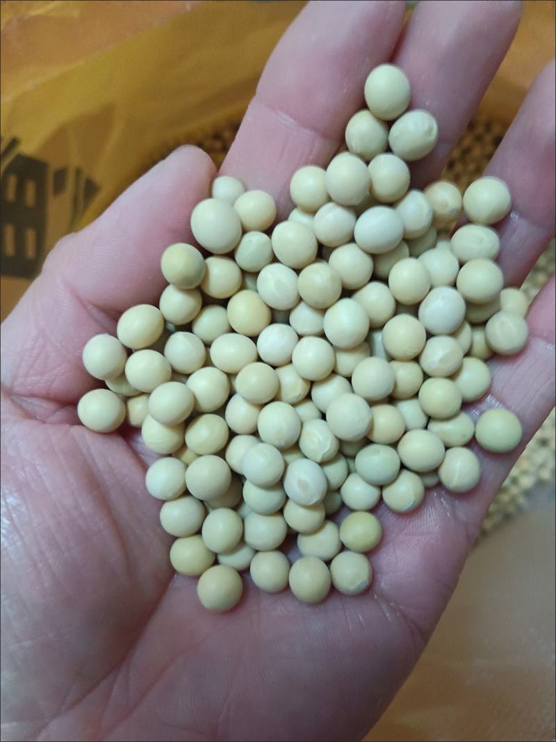 大豆种子黄豆种子老品种，推荐高产早熟矮，黄豆包邮到家！