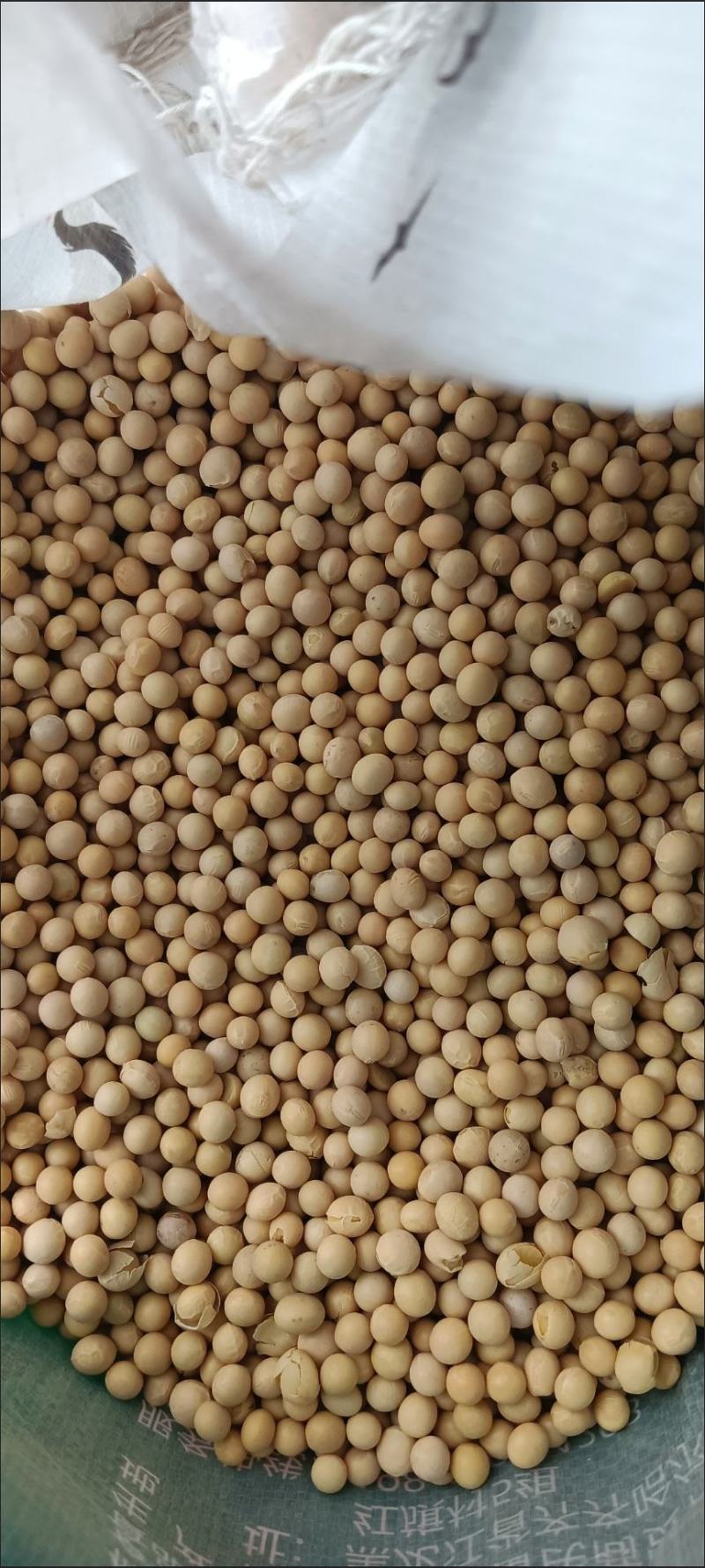 大豆种子黄豆种子老品种，推荐高产早熟矮，黄豆包邮到家！