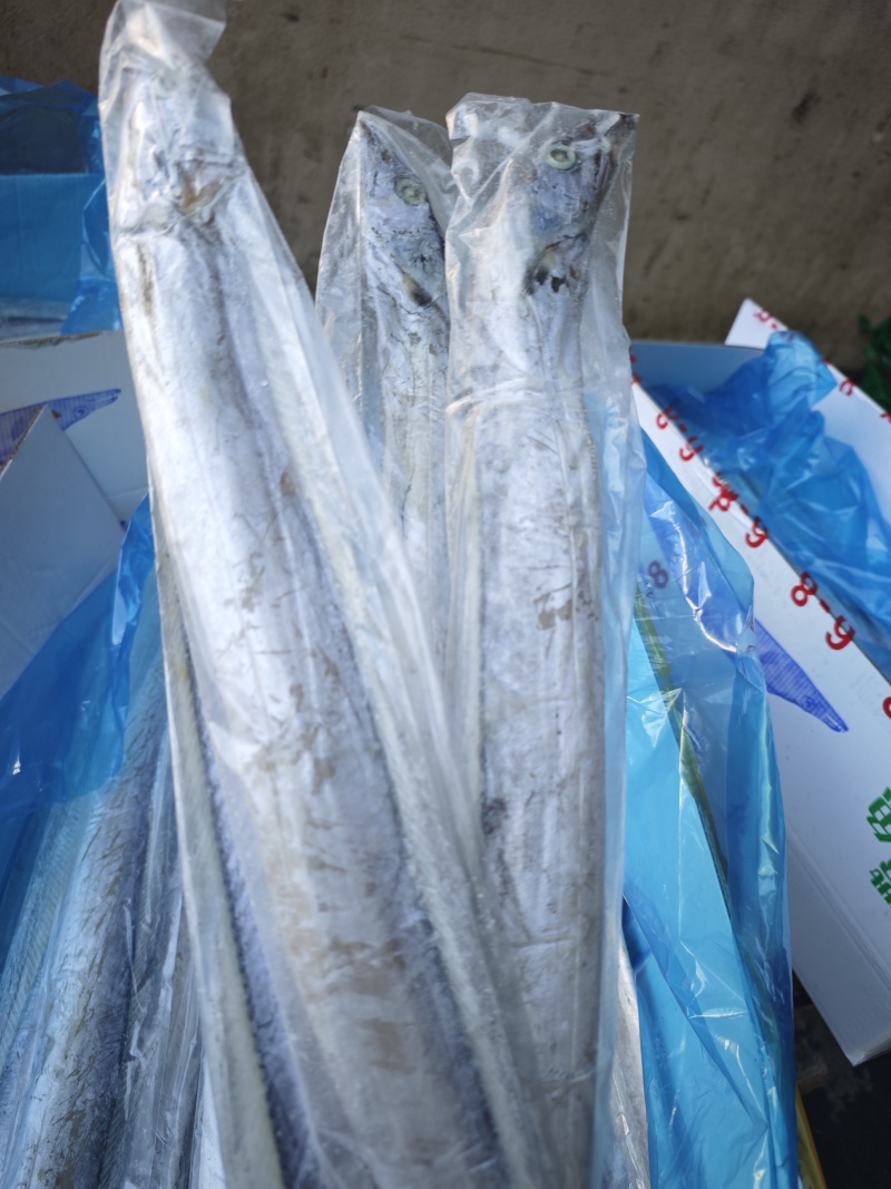 舟山无冰带鱼条冻干包AA精品厂家直销量大从优