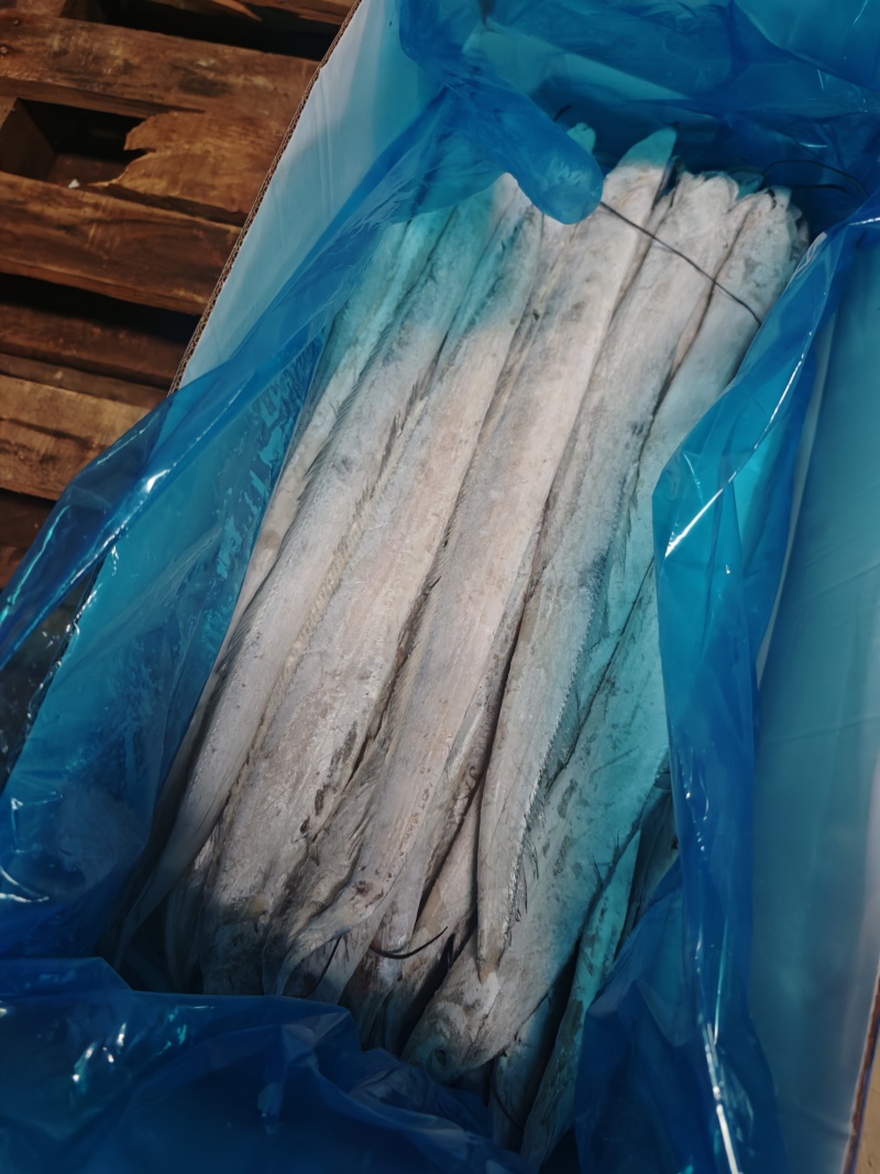 舟山无冰带鱼条冻干包AA精品厂家直销量大从优