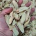 黄芪大片黄芪甘肃黄芪片泡茶北芪同行拿货批发规格齐全实体店