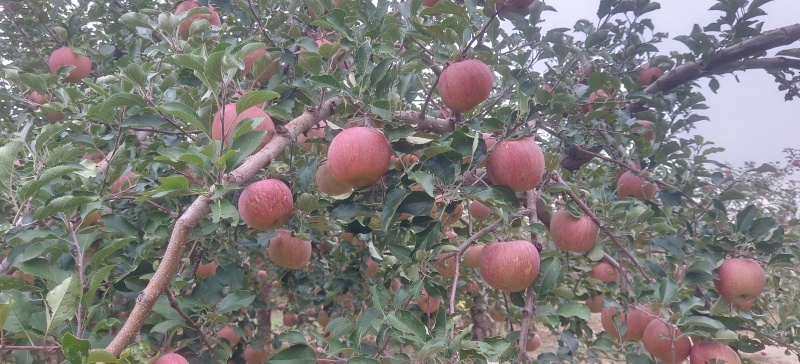 冰雹果瑕疵果丑苹果榨果汁做果脯