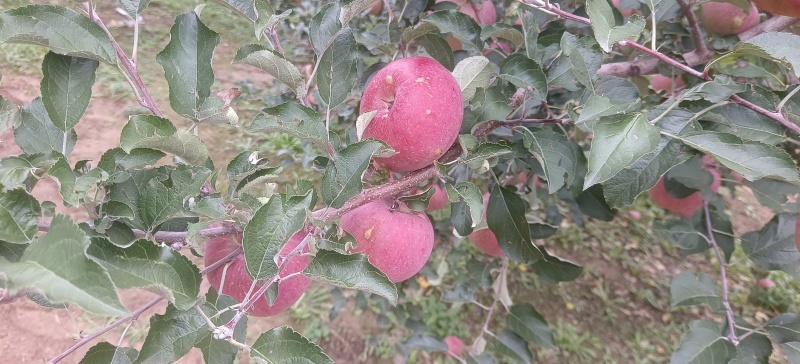 冰雹果瑕疵果丑苹果榨果汁做果脯
