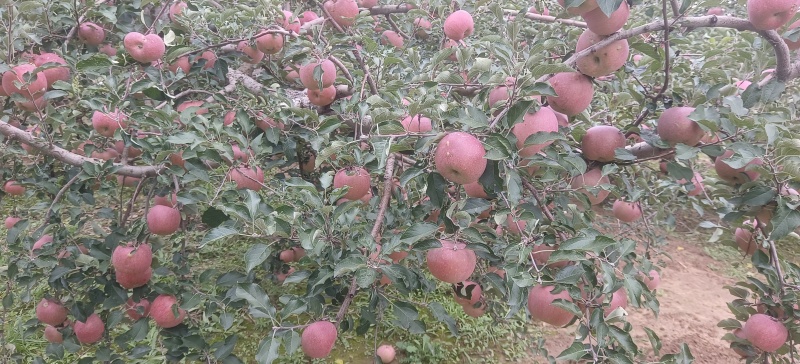 冰雹果瑕疵果丑苹果榨果汁做果脯