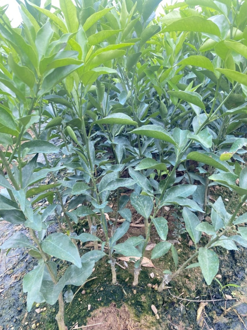 沃柑苗桂林沃柑苗广西沃柑苗（保证正品）