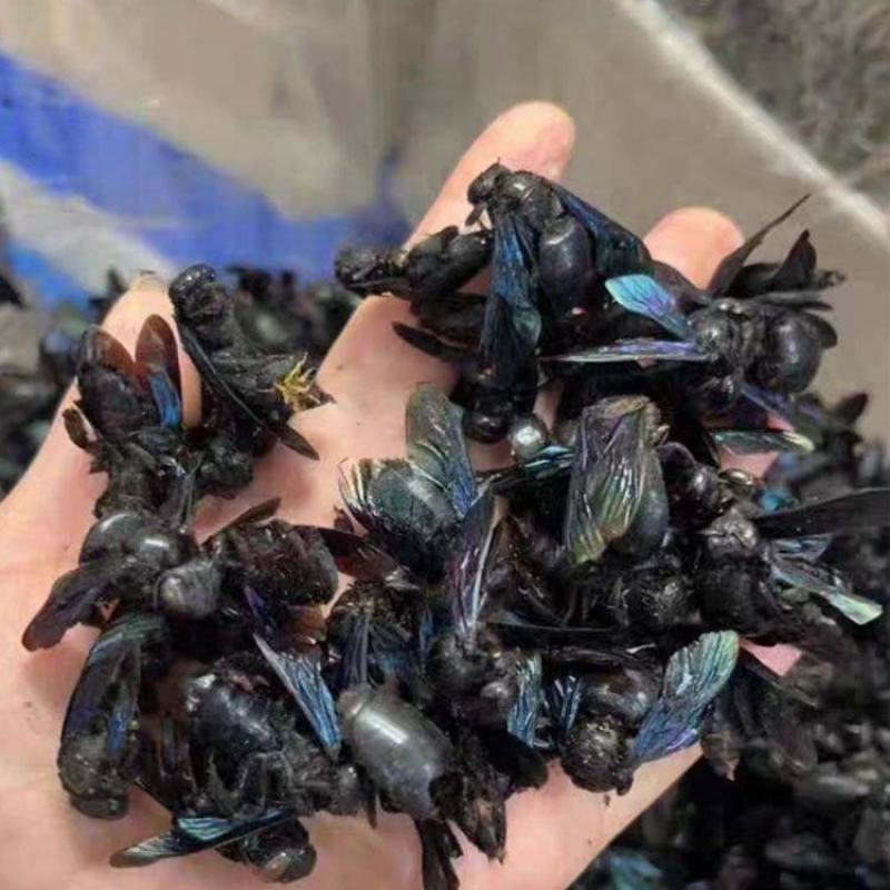 珠蜂竹蜂