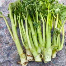 生麻苗，窟窿芽苗，苦老芽