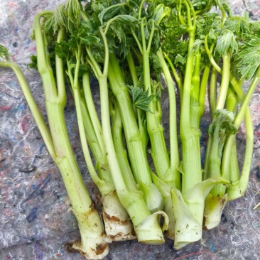 生麻苗，窟窿芽苗，苦老芽