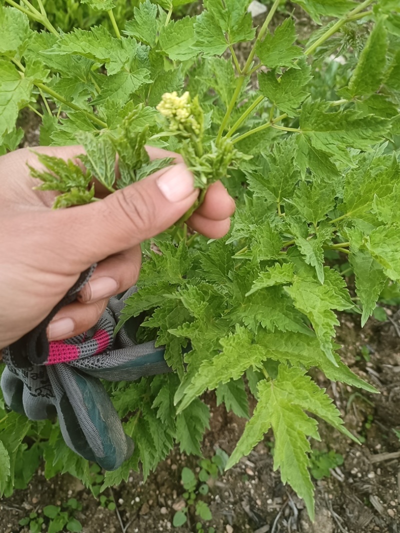 生麻苗，窟窿芽苗，苦老芽