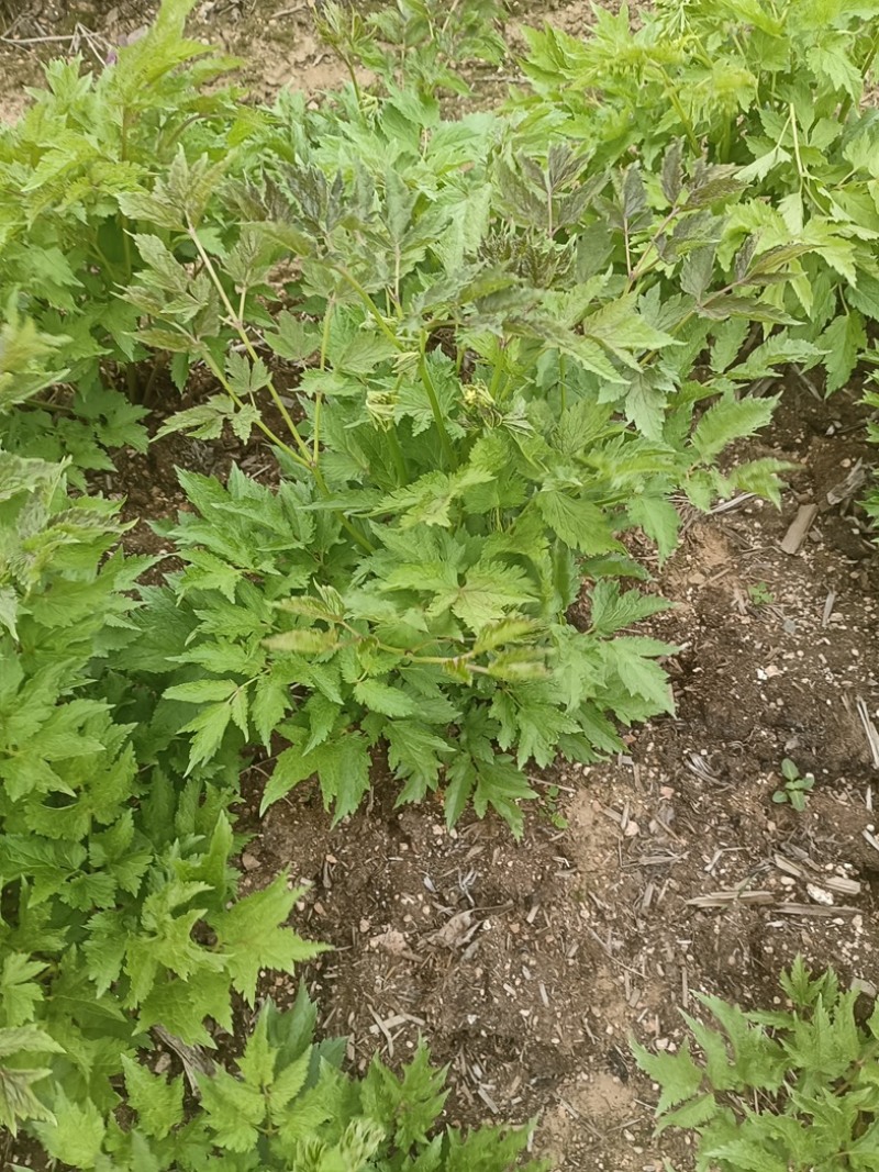 生麻苗，窟窿芽苗，苦老芽