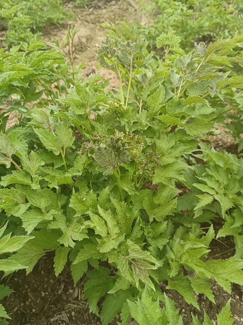 生麻苗，窟窿芽苗，苦老芽