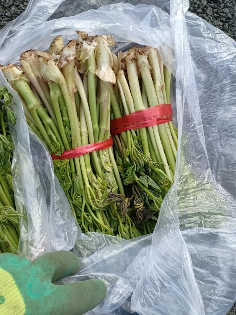 生麻苗，窟窿芽苗，苦老芽