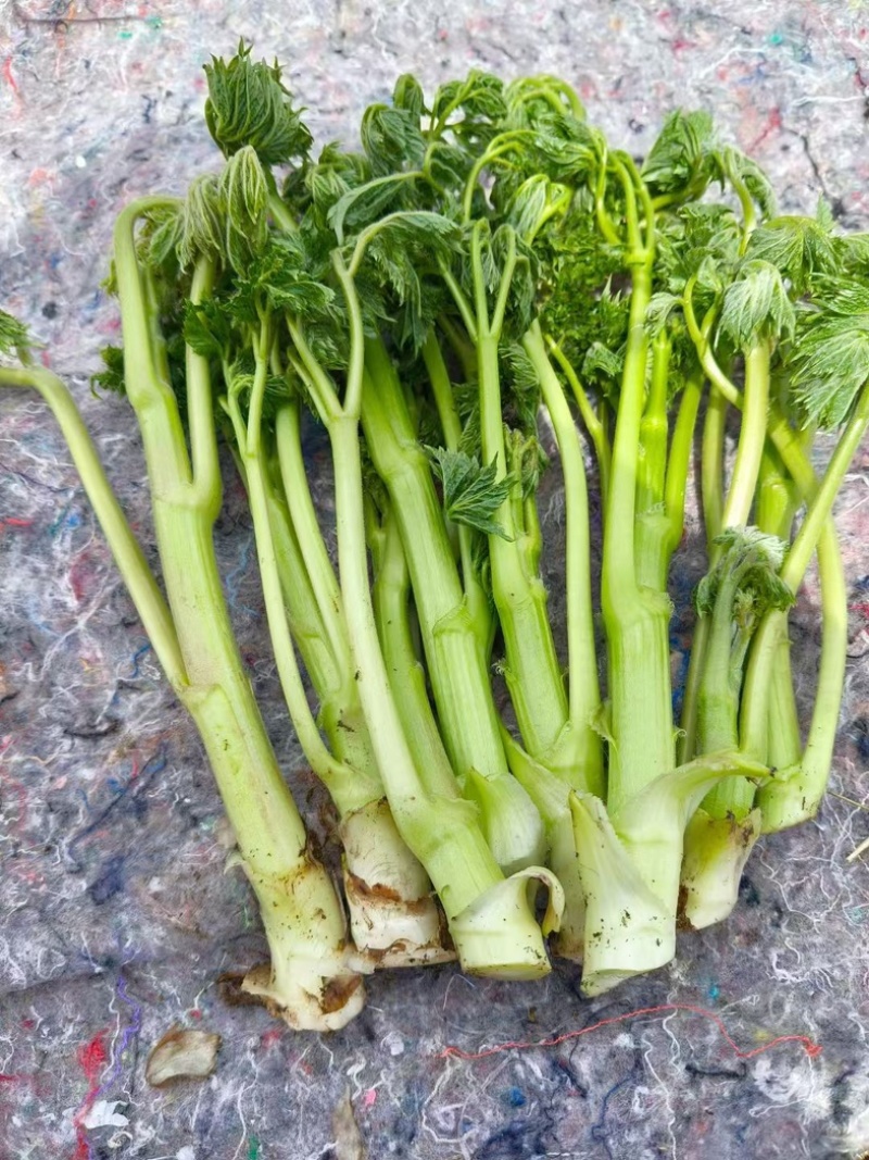 生麻苗，窟窿芽苗，苦老芽