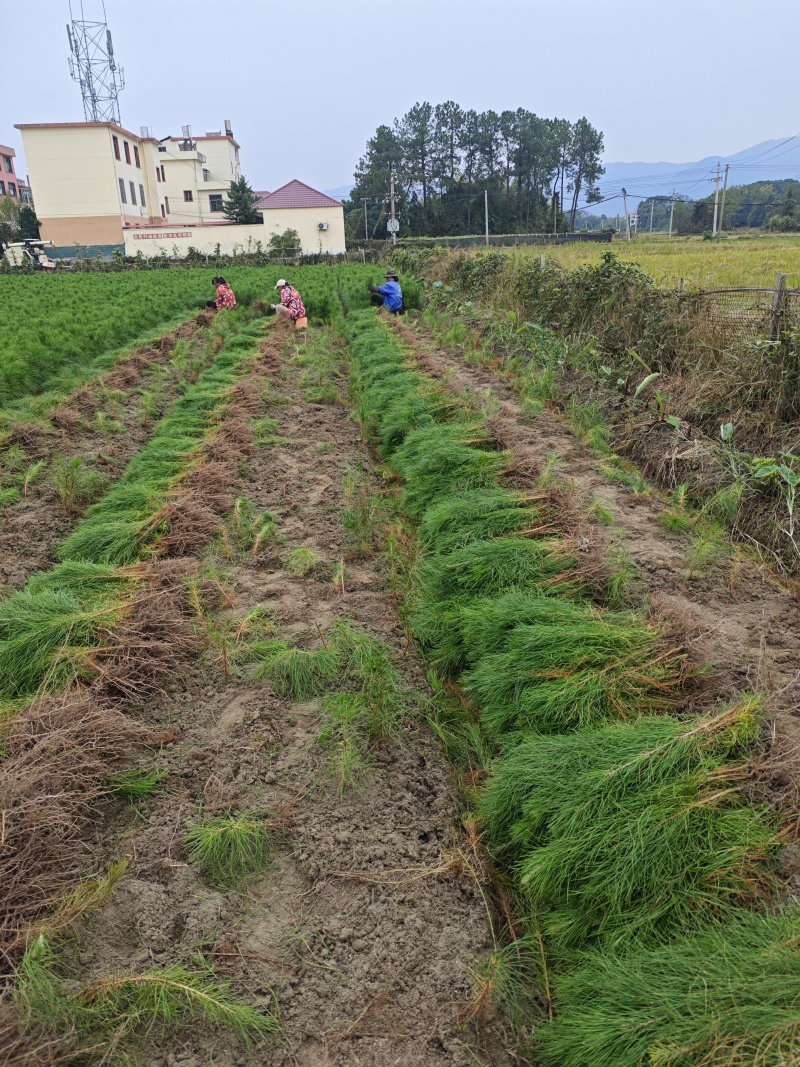 湿地松苗批发，100多万苗，自家苗圃直批湿地松苗