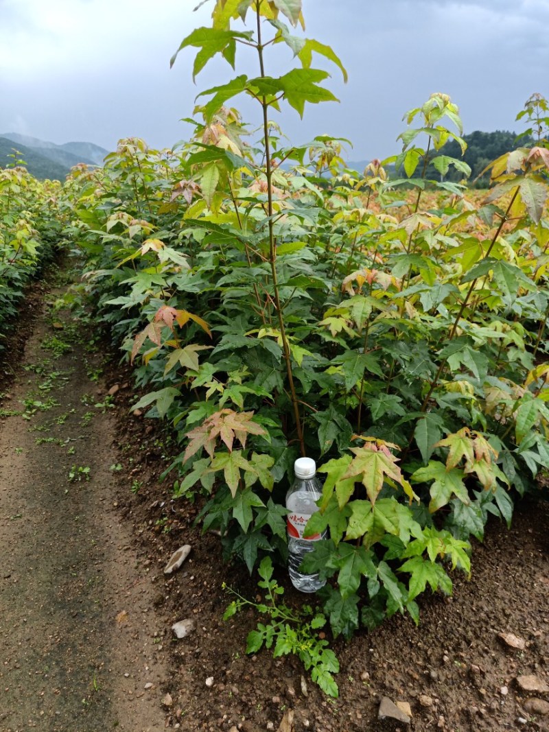 五角枫苗，色木槭