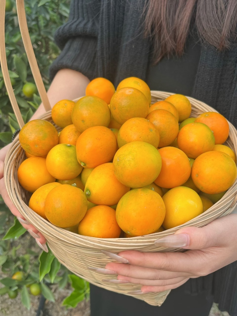 融安脆蜜金桔