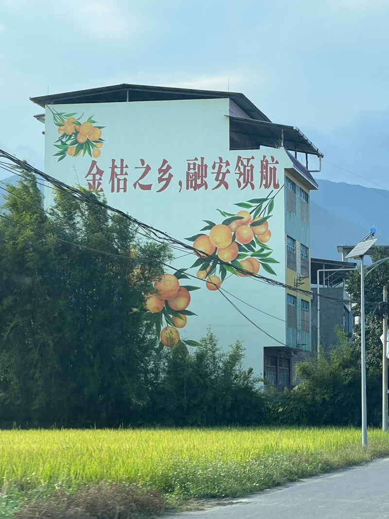 融安脆蜜金桔
