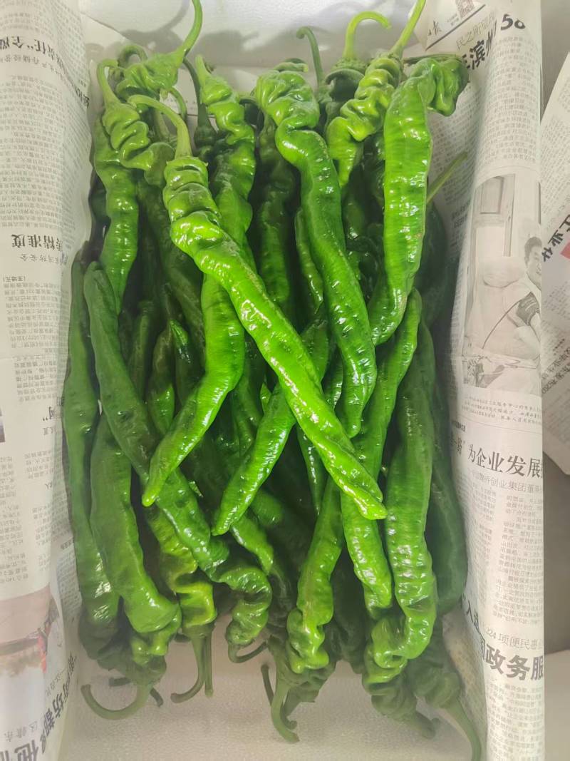 《精选》螺丝椒安徽万亩基地直发对接全国商超团购电商一条龙
