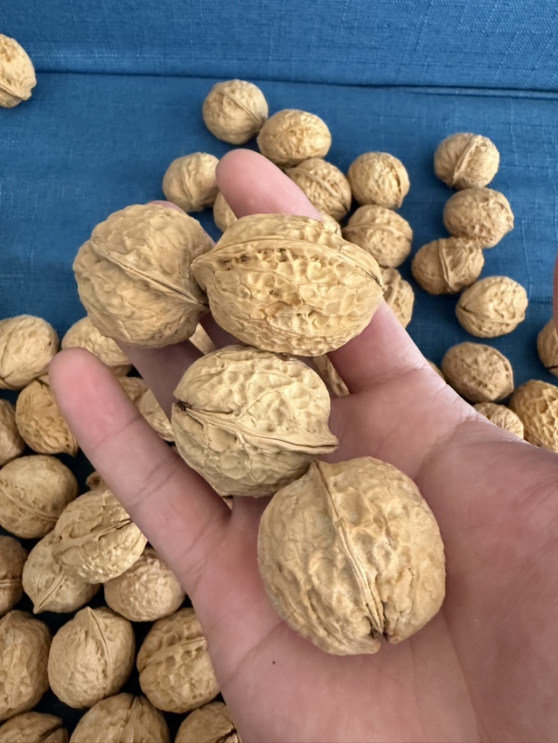 云南麻子核桃