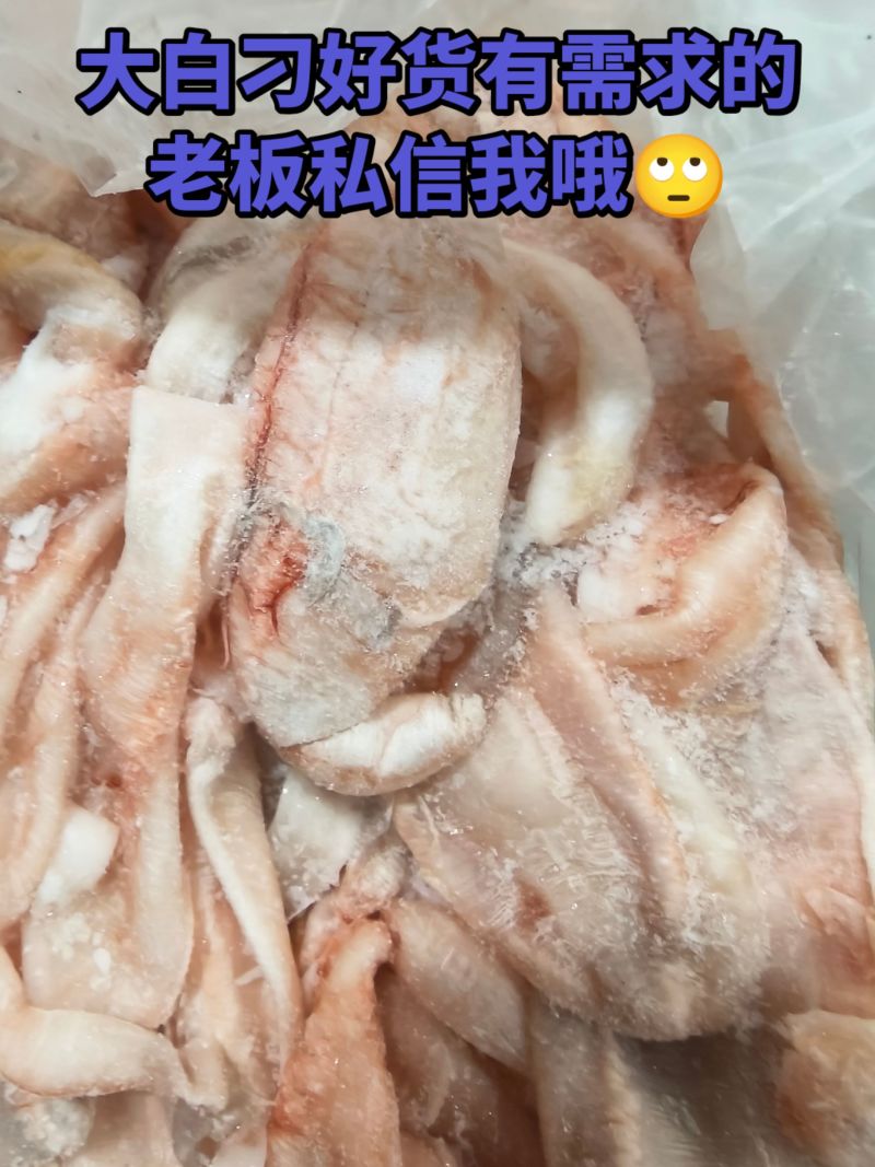 大白刁鱼泡联系电话***********