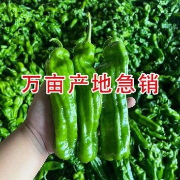 《精选》福建301辣椒基地直发保质保量对接商超团购电商