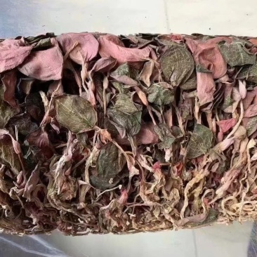 金线莲红霞福建大圆叶各规格大量批发源头直供
