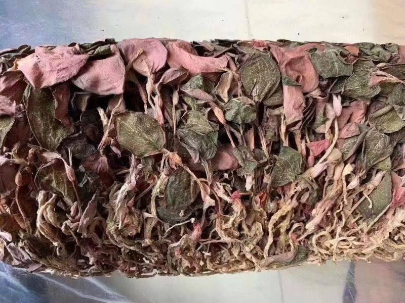 金线莲红霞福建大圆叶各规格大量批发源头直供