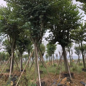 宫粉紫荆
