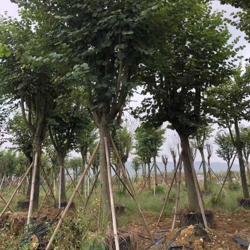 宫粉紫荆