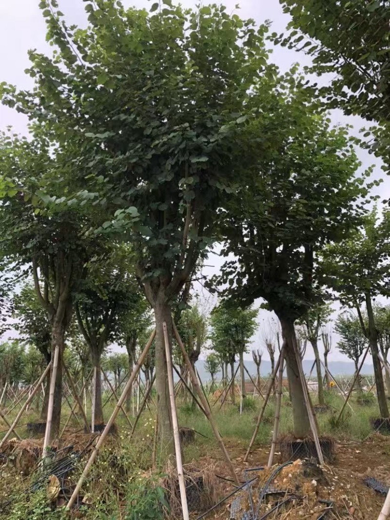 宫粉紫荆