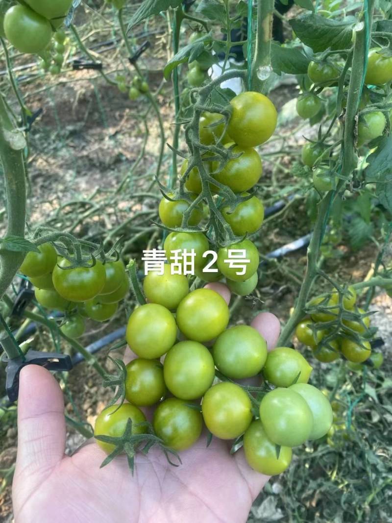 宏伟梦想青甜二号番茄种子超甜樱桃番茄种子青色水果番茄种子