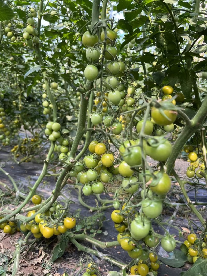 宏伟梦想青甜二号番茄种子超甜樱桃番茄种子青色水果番茄种子