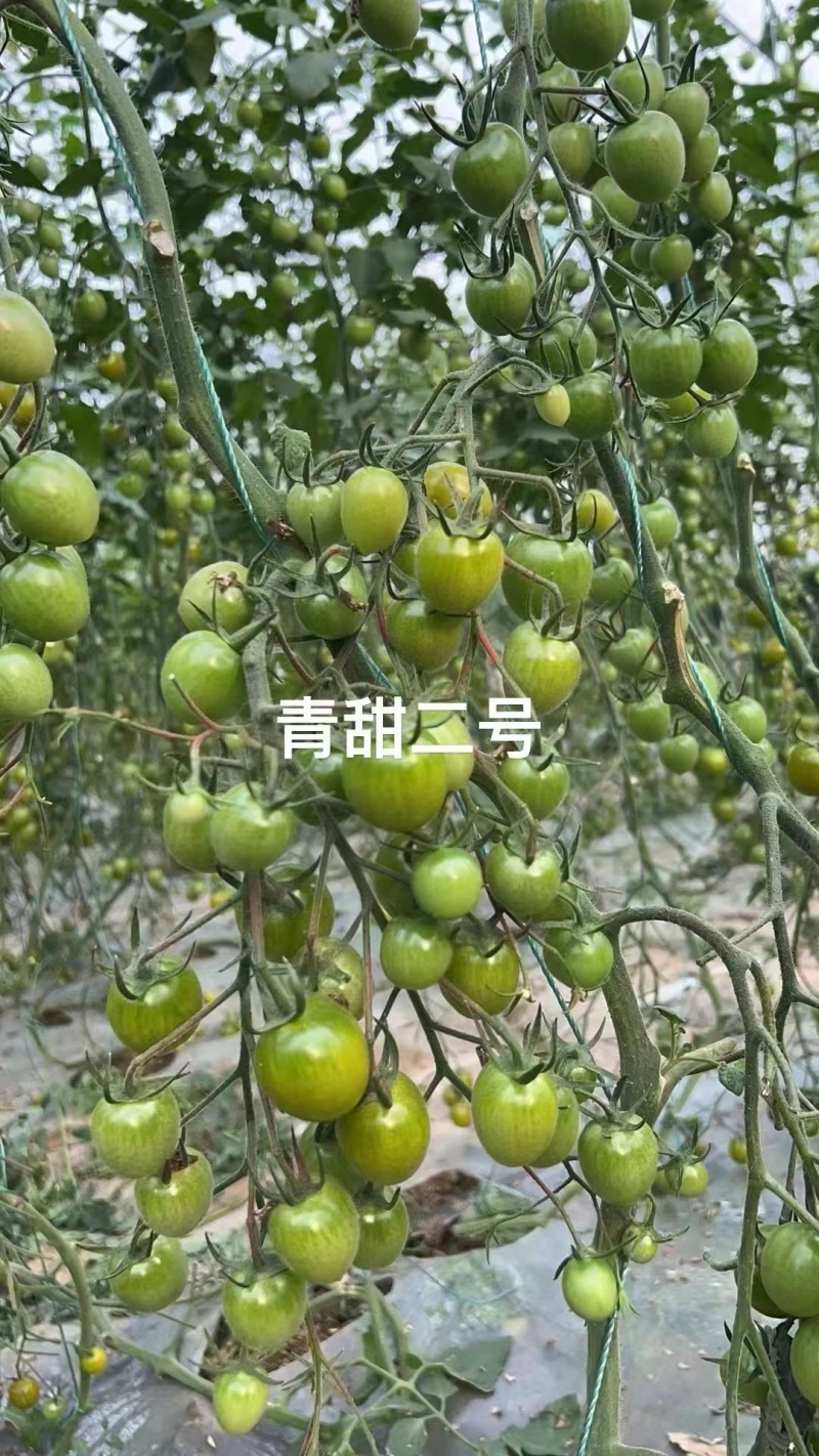 宏伟梦想青甜二号番茄种子超甜樱桃番茄种子青色水果番茄种子