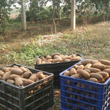 陕西省西安市周至县金福猕猴桃