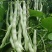 雪龙二号架豆种子高产抗病耐热耐寒农家菜园基地种植