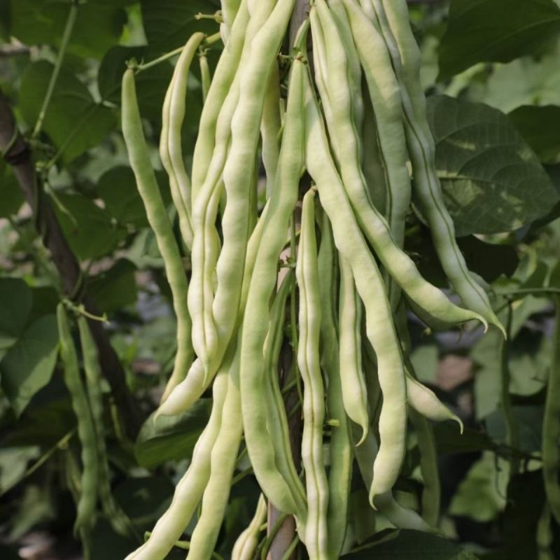 雪龙二号架豆种子高产抗病耐热耐寒农家菜园基地种植