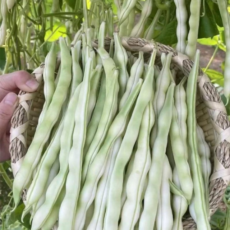 雪龙二号架豆种子高产抗病耐热耐寒农家菜园基地种植