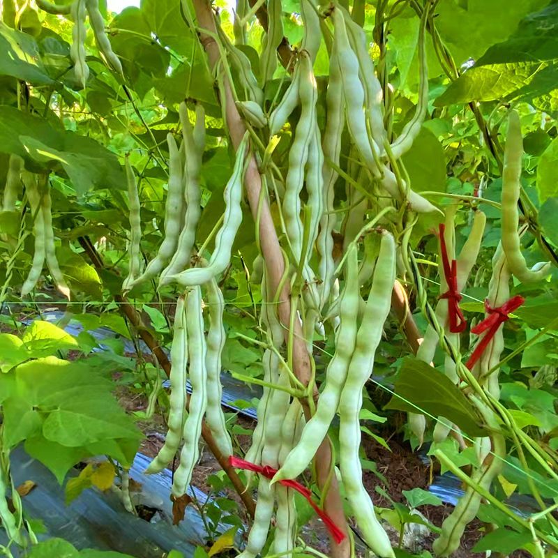 雪龙二号架豆种子高产抗病耐热耐寒农家菜园基地种植