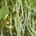 雪龙二号架豆种子高产抗病耐热耐寒农家菜园基地种植
