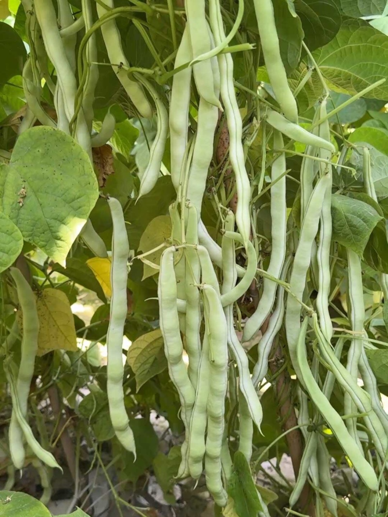雪龙二号架豆种子高产抗病耐热耐寒农家菜园基地种植