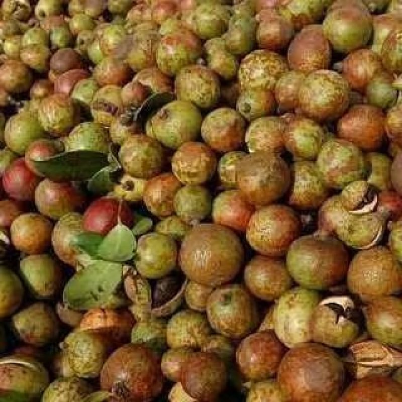 油茶鲜果，霜降后采摘，大量供应，岳阳县的滚远点