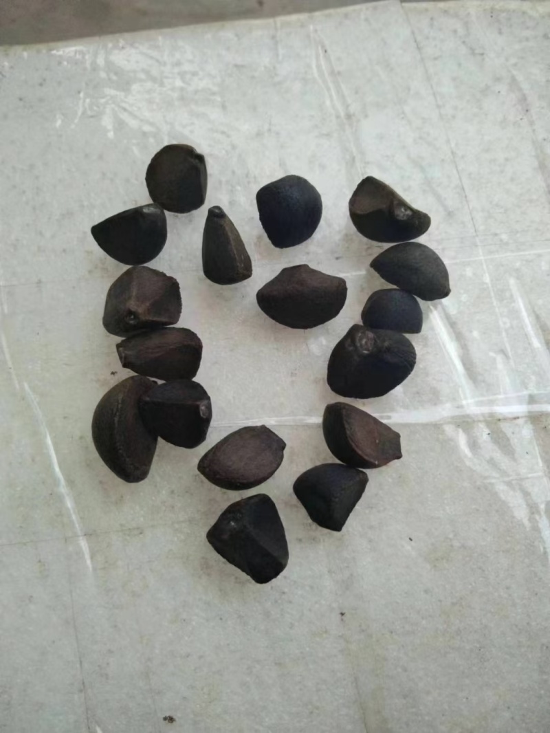 油茶鲜果，霜降后采摘，大量供应，岳阳县的滚远点