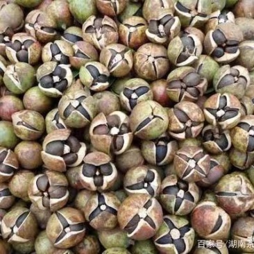 油茶鲜果，霜降后采摘，大量供应，岳阳县的滚远点