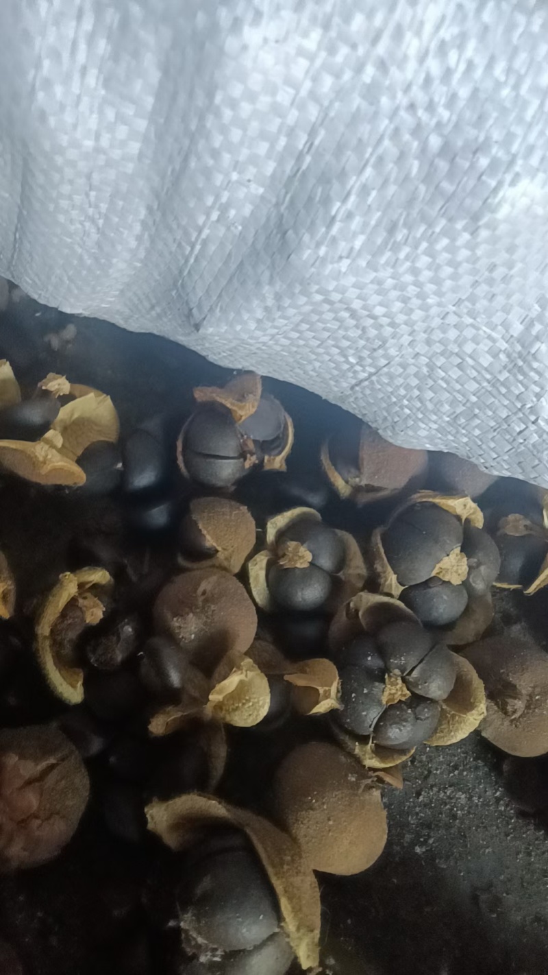 油茶鲜果，霜降后采摘，大量供应，岳阳县的滚远点