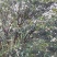 油茶鲜果，霜降后采摘，大量供应，岳阳县的滚远点